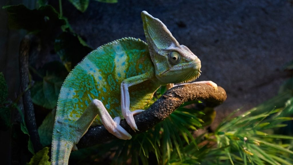 comment amenager un terrarium pour cameleon banniere