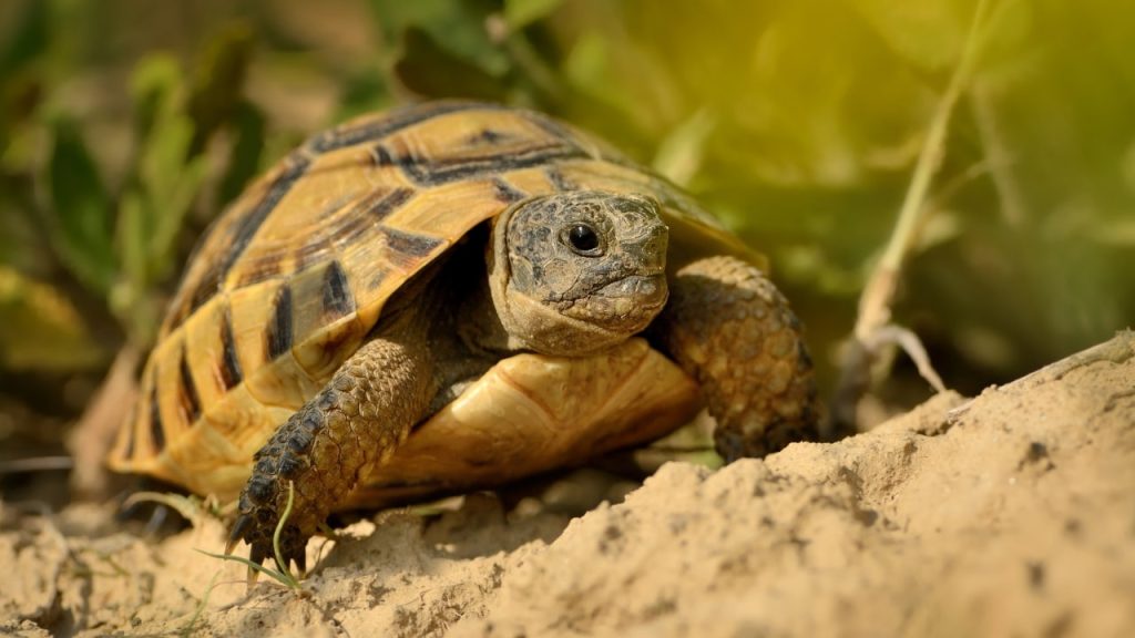 comment amenager un terrarium pour tortue terrestre banniere