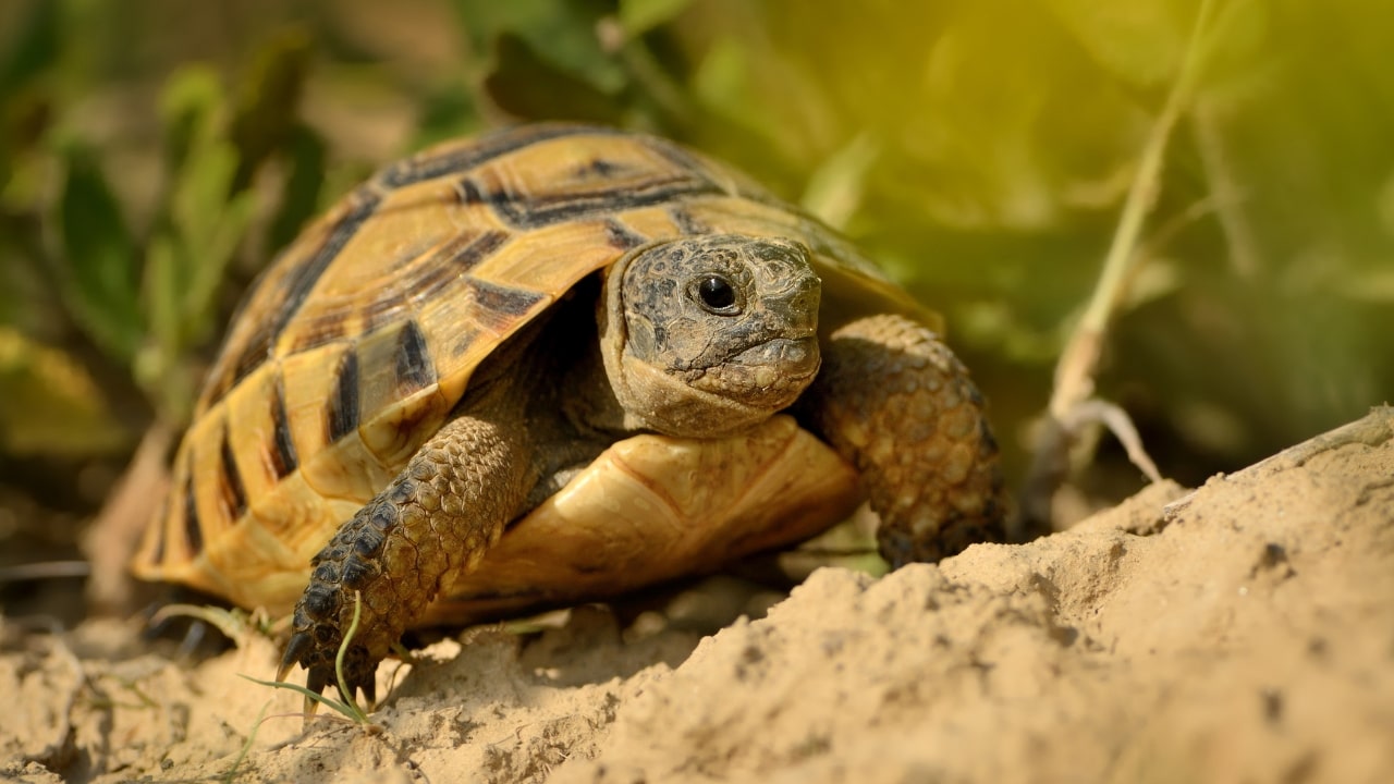 comment amenager un terrarium pour tortue terrestre banniere