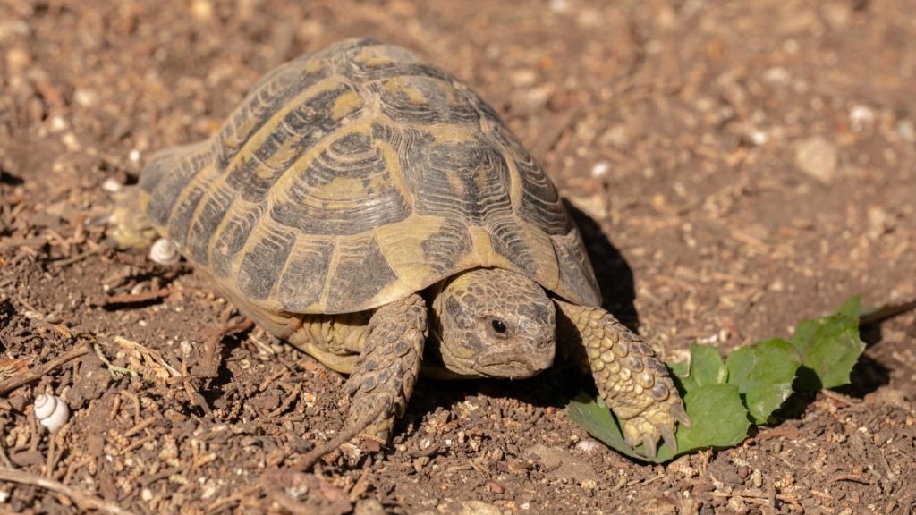 que mettre au fond dun terrarium pour tortue terrestre banniere