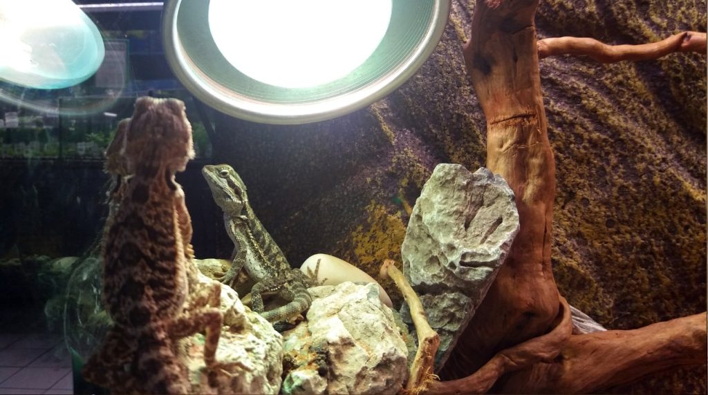 Les 5 accessoires indispensables pou un terrarium Sain et Securise