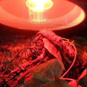 ampoule infrarouge chauffante reptile amphibien terrarium 25w 50w 75w 100w 3